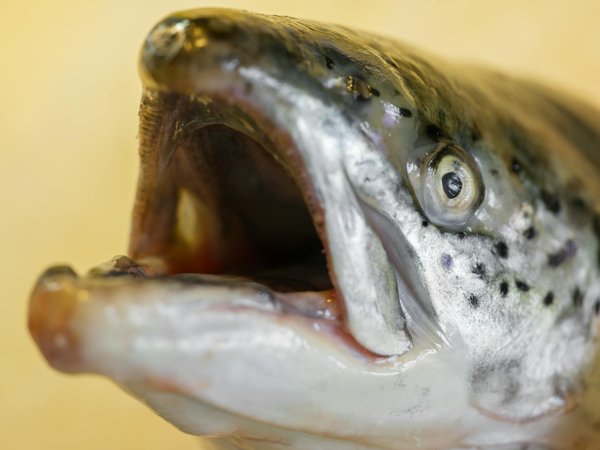 Éveillez Votre Vitalité : Astuces Énergétiques Incontournables avec Caféine et Stimulants pour les Seniors Épuisés